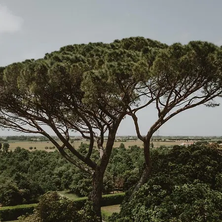 Rosselmini * Calci